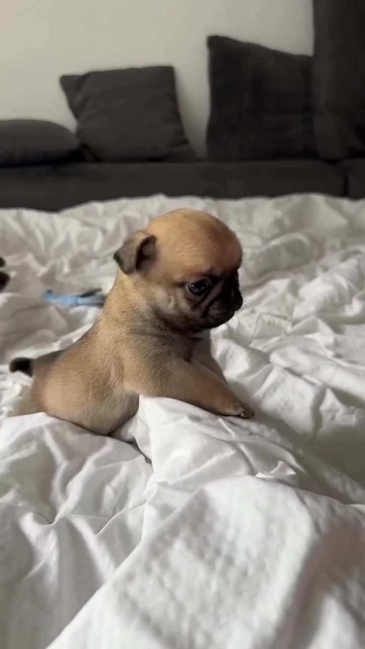 @Pug Puppies world 🐶❤️