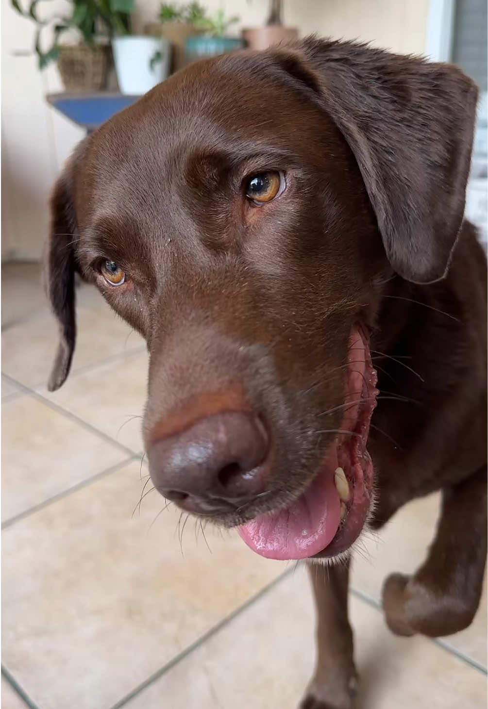 @AmandaT | Your Dog is COOL!