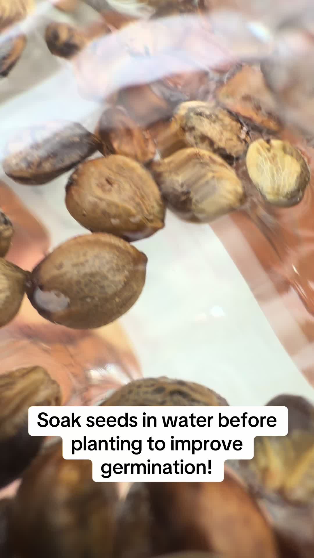 @SEEDTIVA