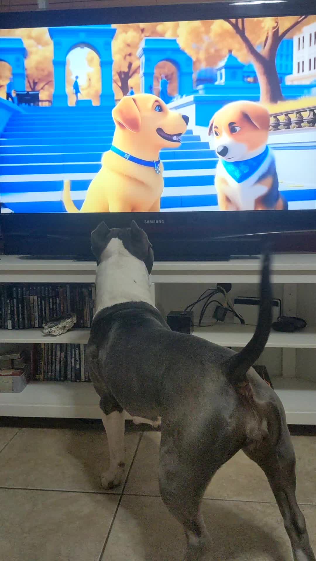 @Bella_Blue_Bully