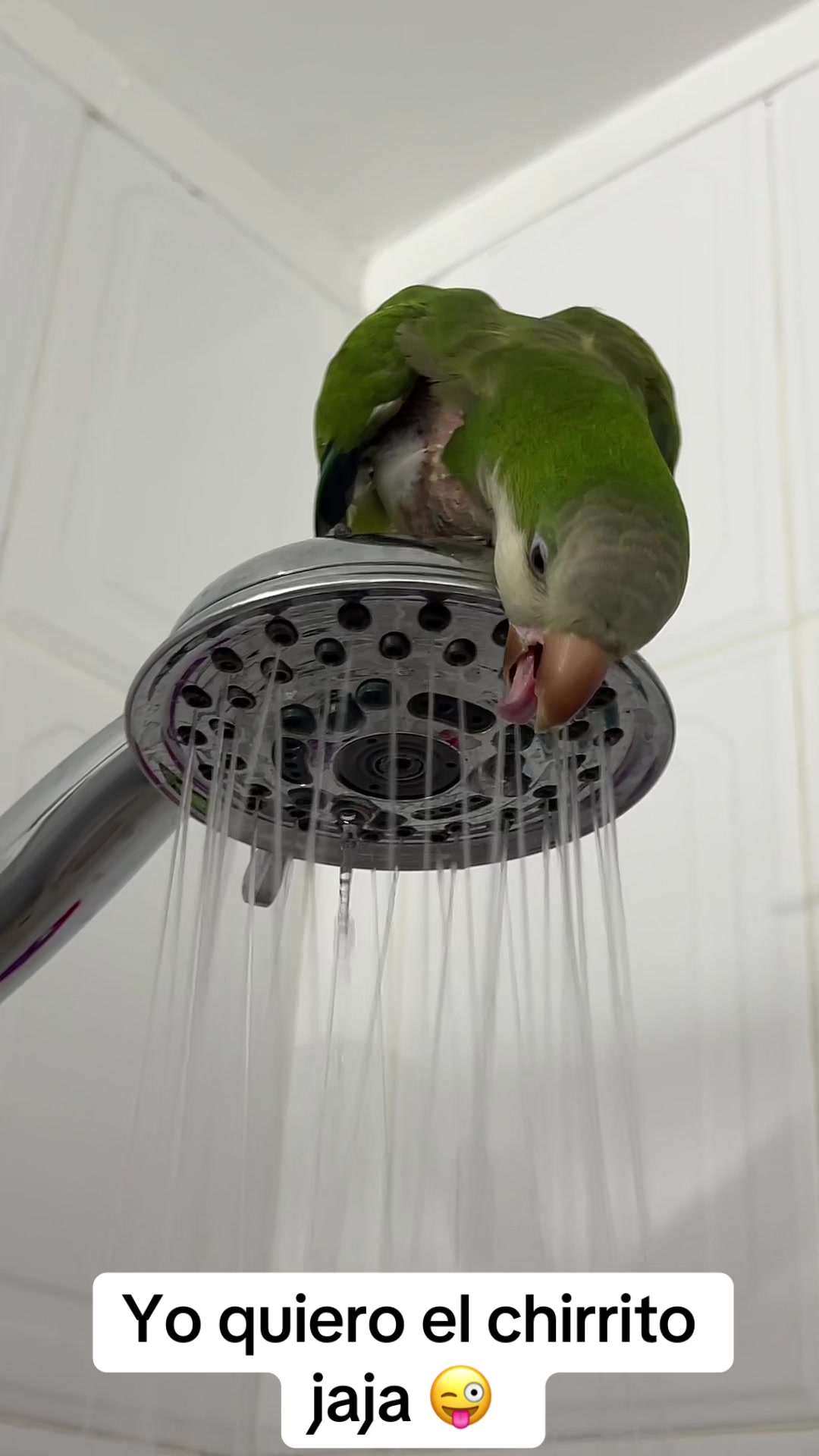 @Charlie🦜