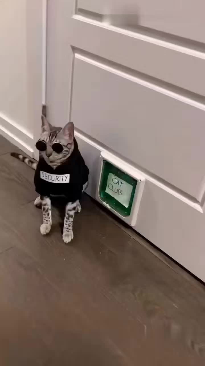 @funnyAnimals