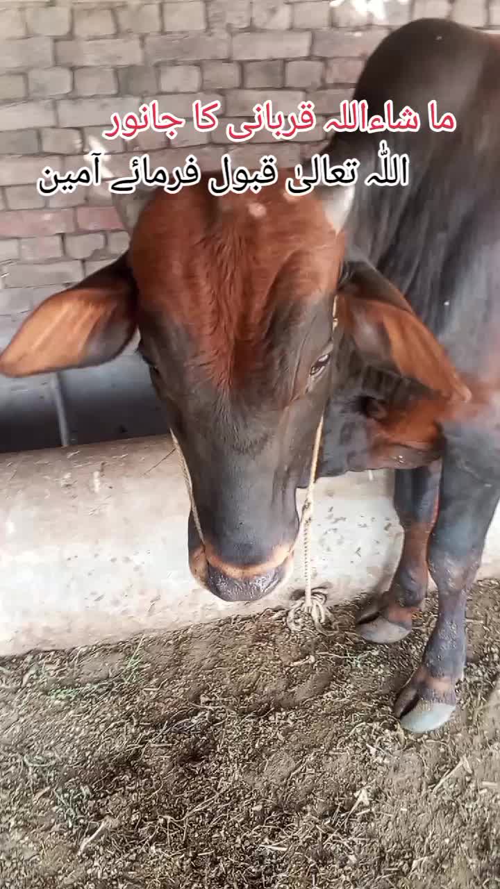 @یورپ الا راجپوت 🇵🇰🦅🇨🇾🇽🇰