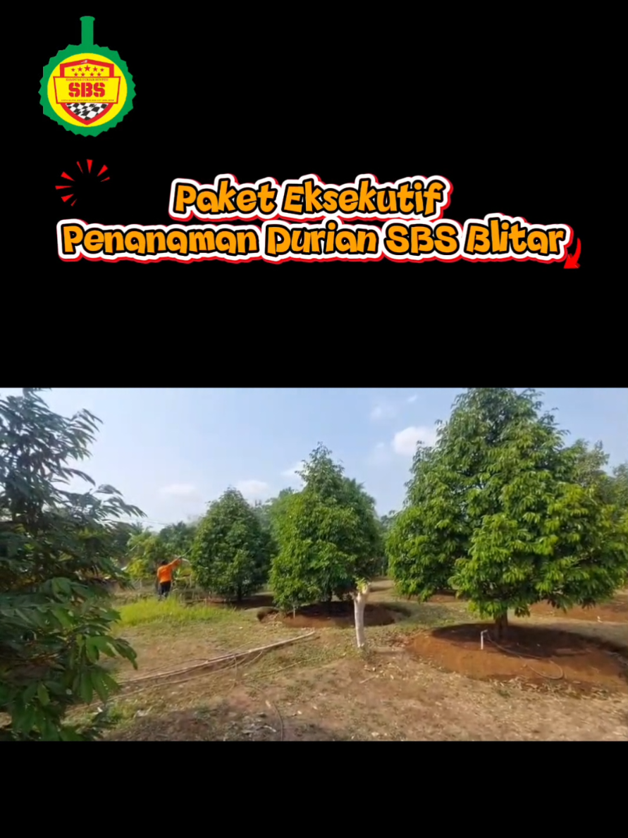 @Produksi Buah_SBS