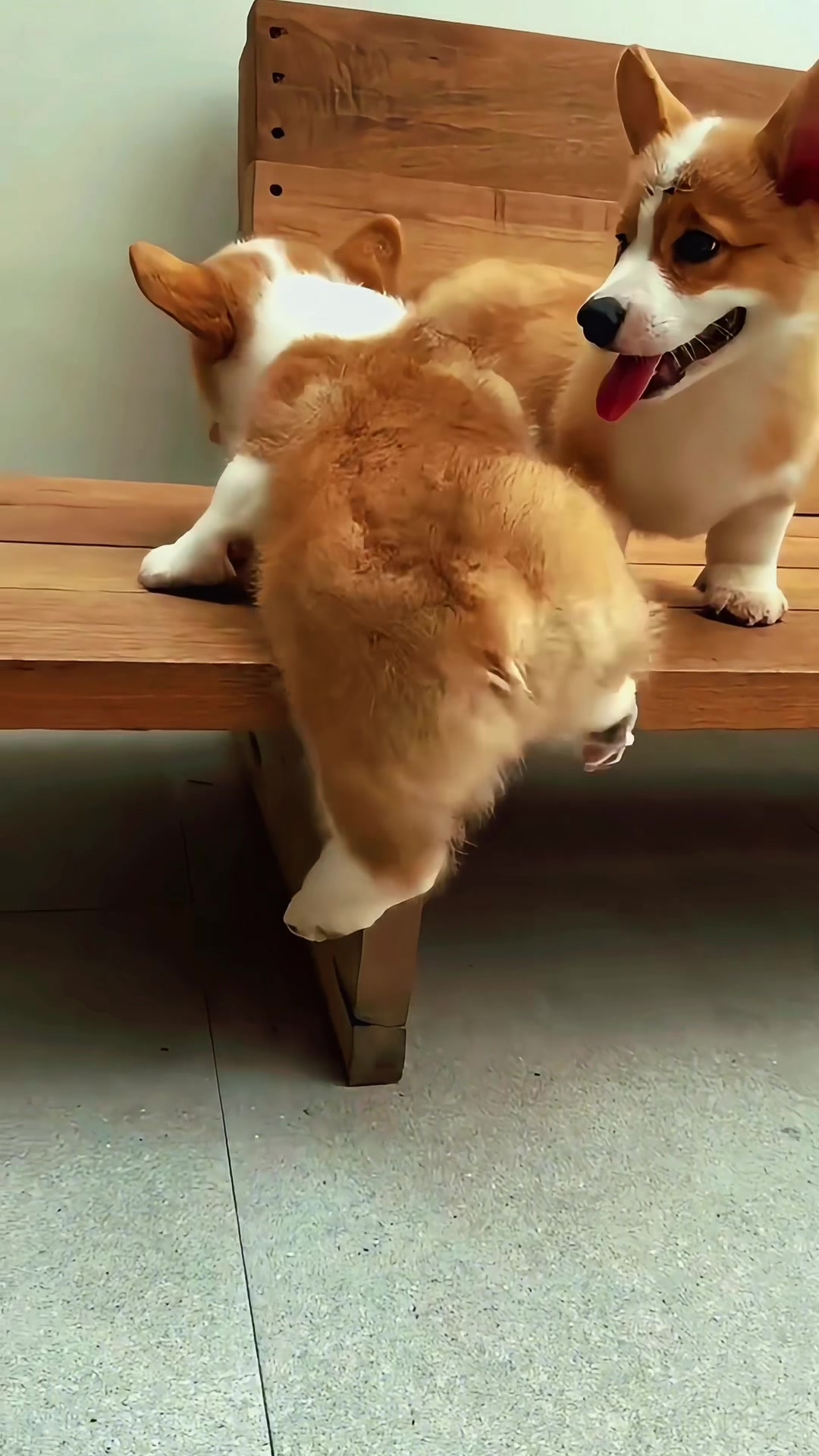 @Kevin&rsquo;s Paw Club