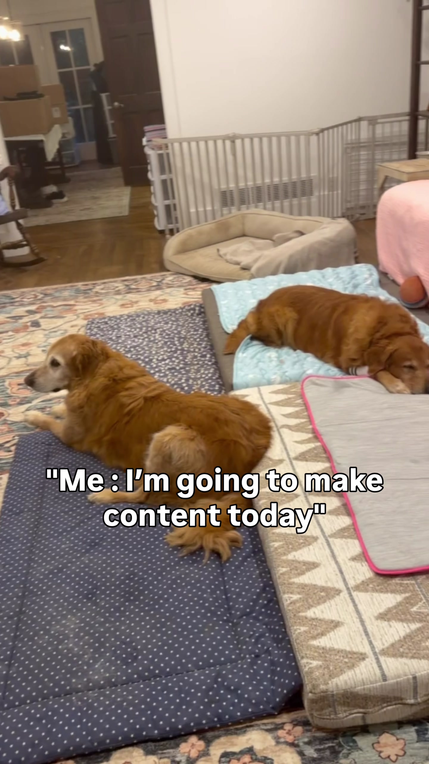 @DogMomisms