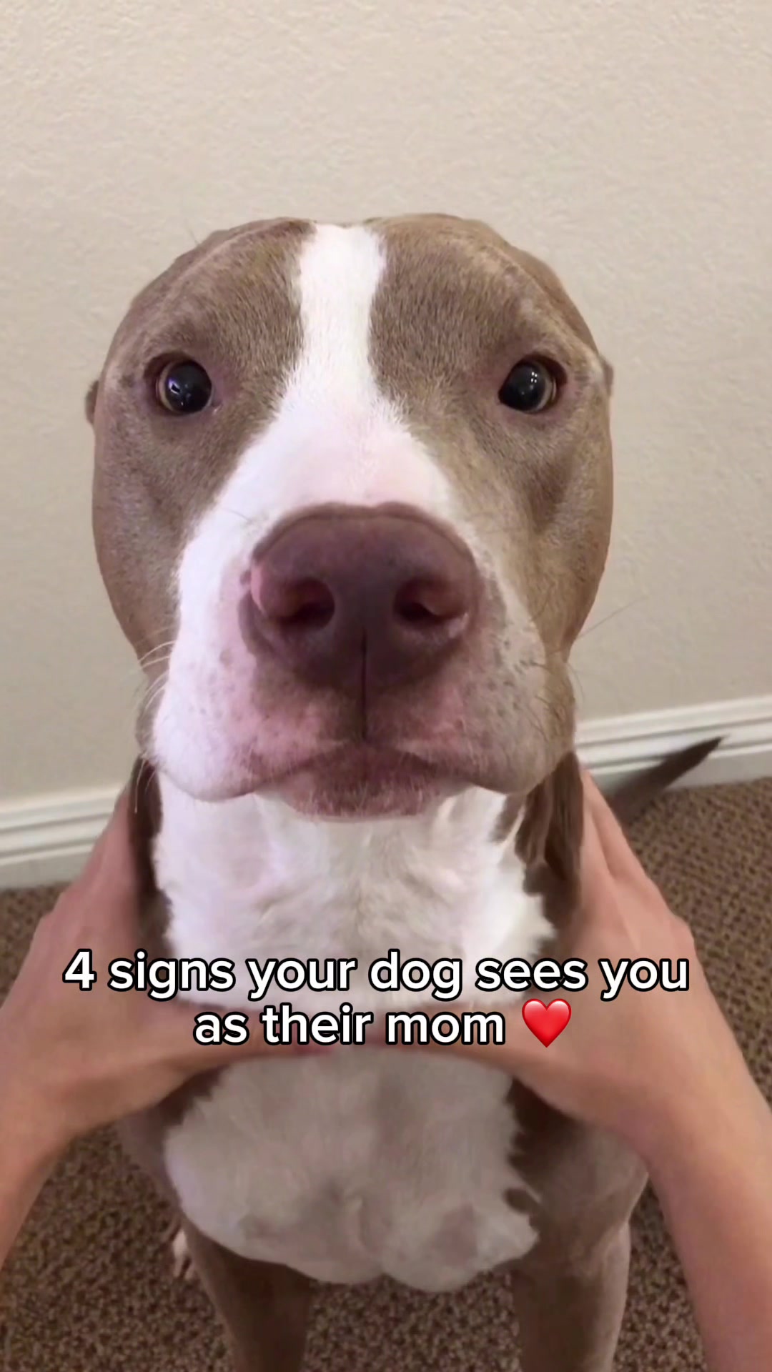 @@knight_thepit
