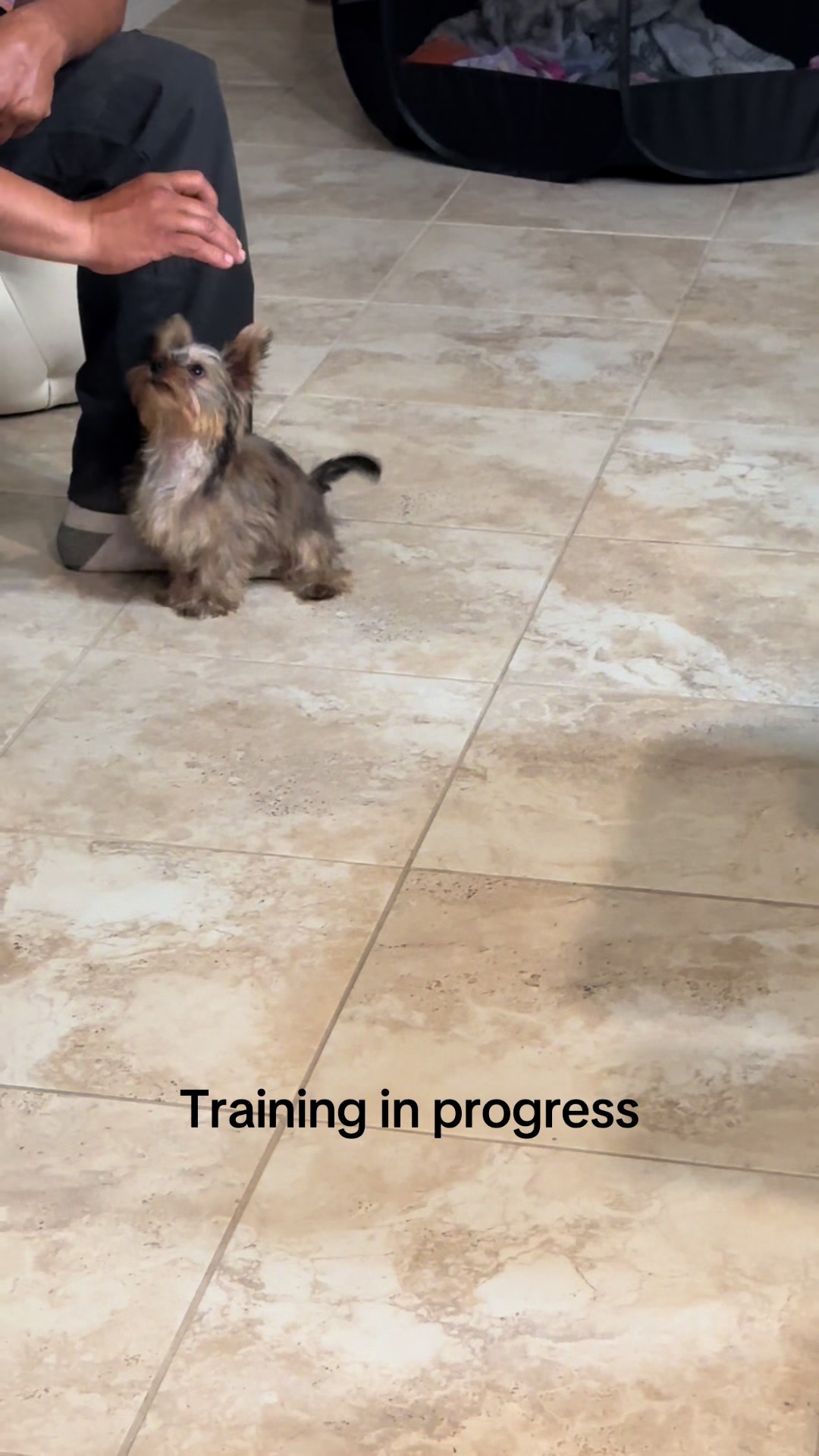@Penny the Yorkie