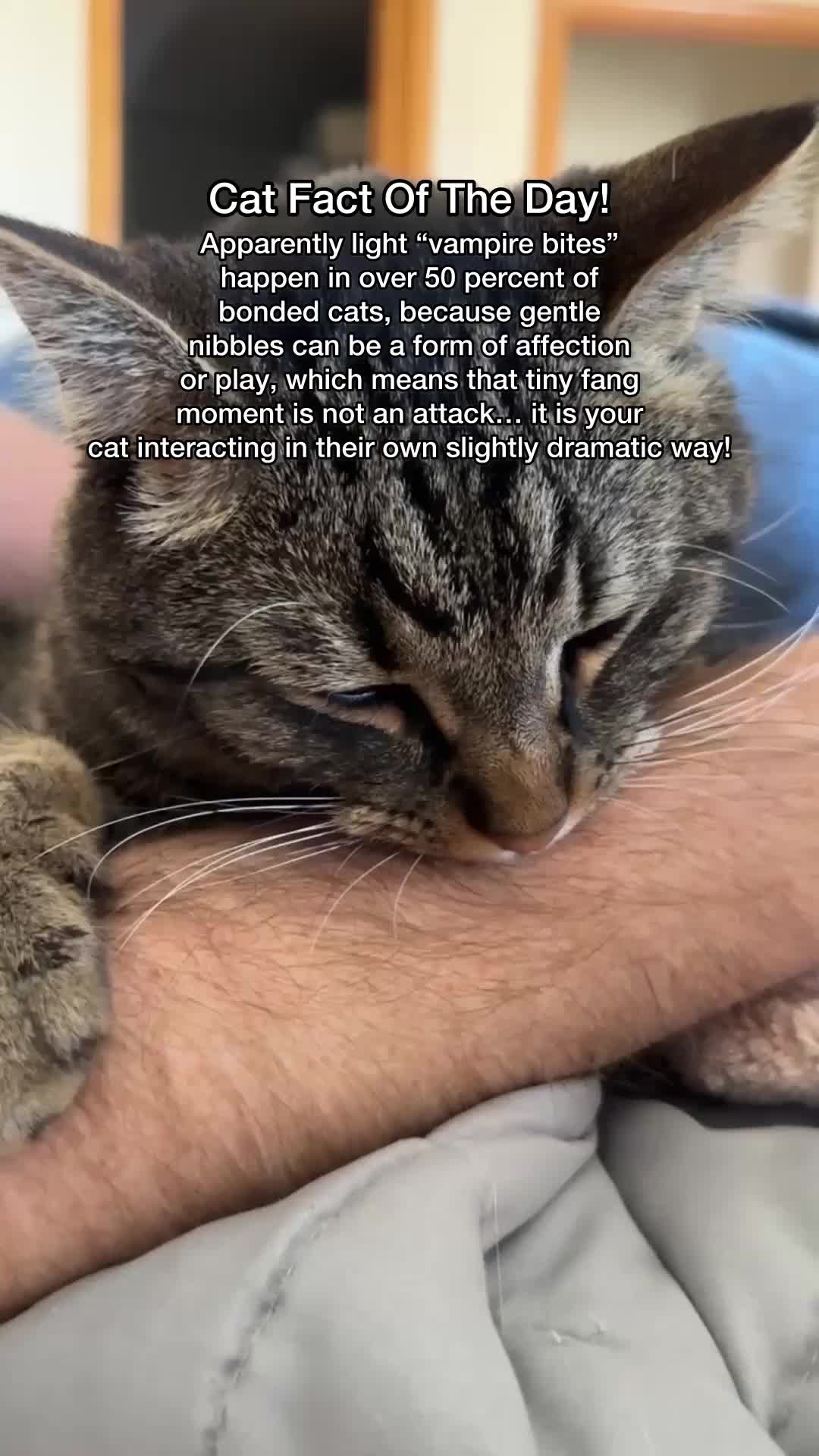 @Chip The Manx