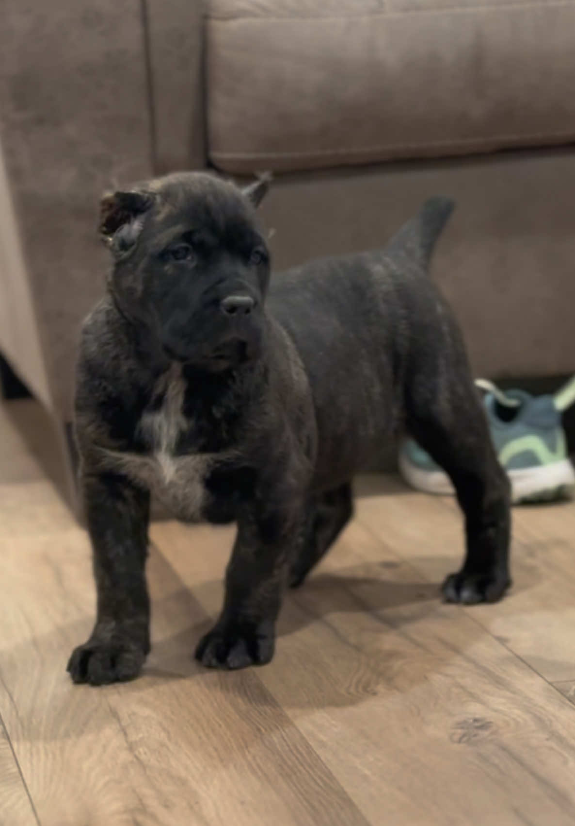 @americana_kennels