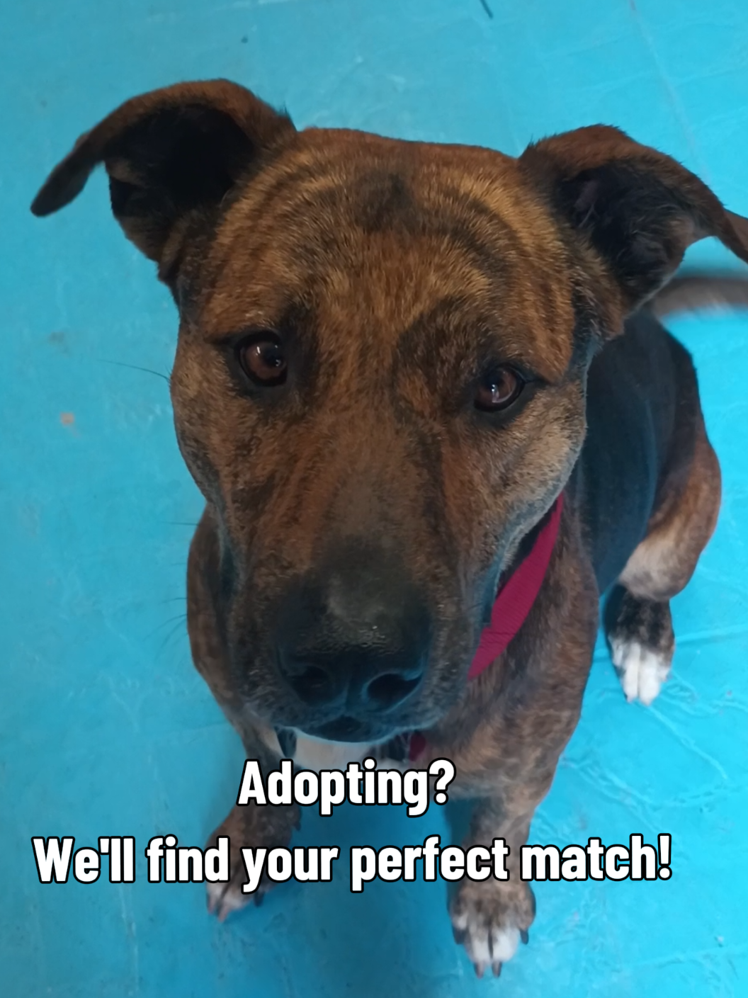 @Joyful Pets