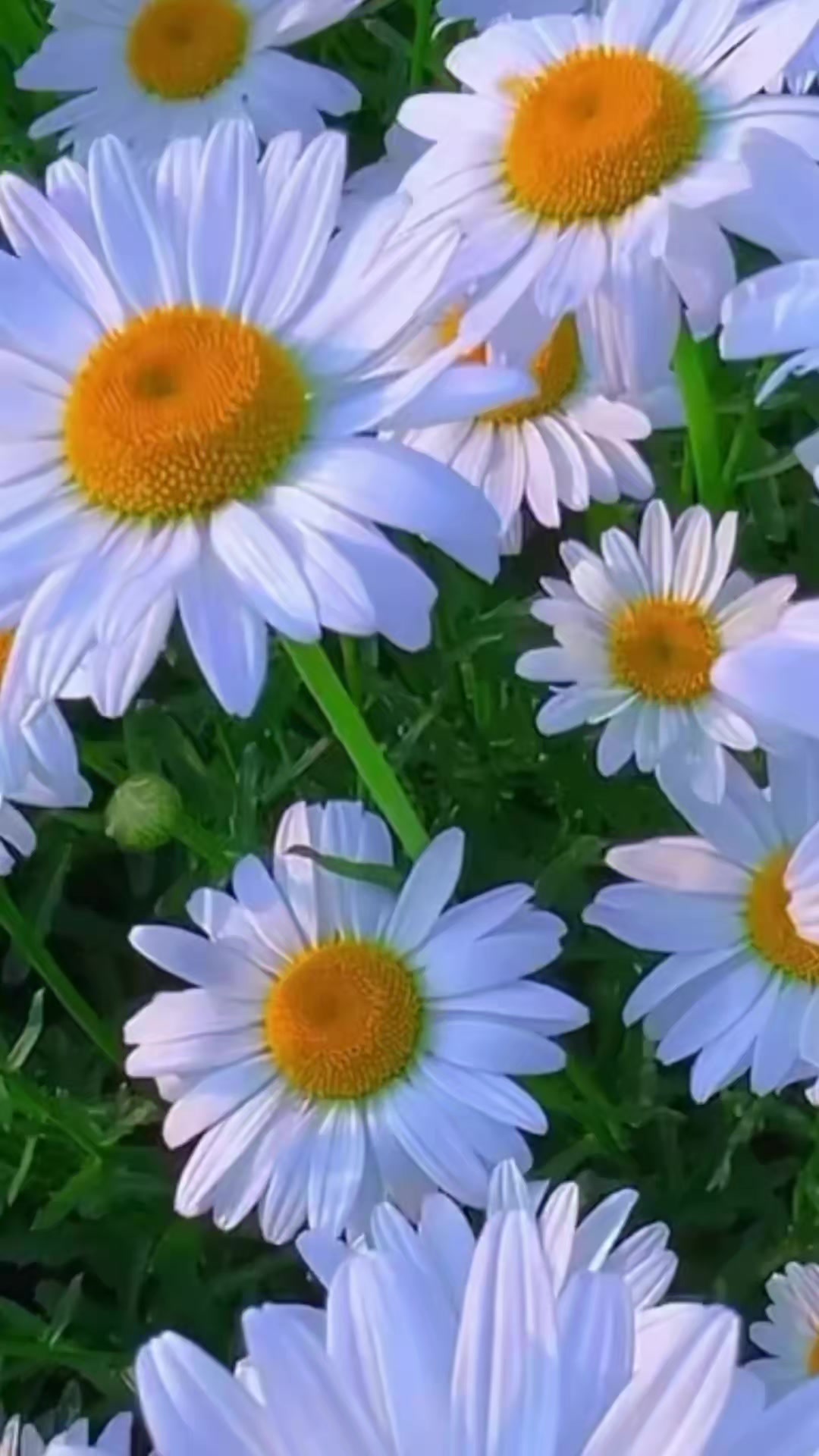 @AlenaNik552