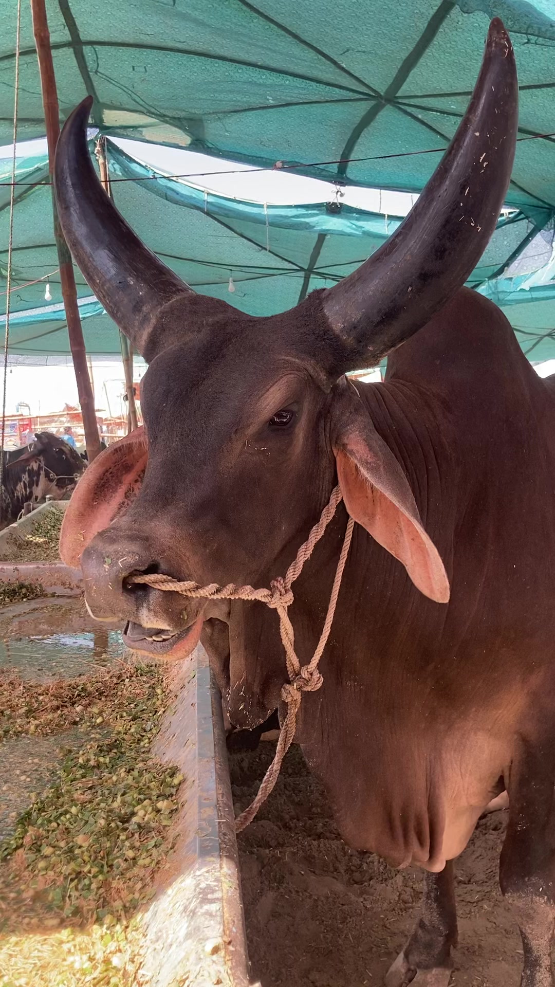 @cattle update Hyderabad