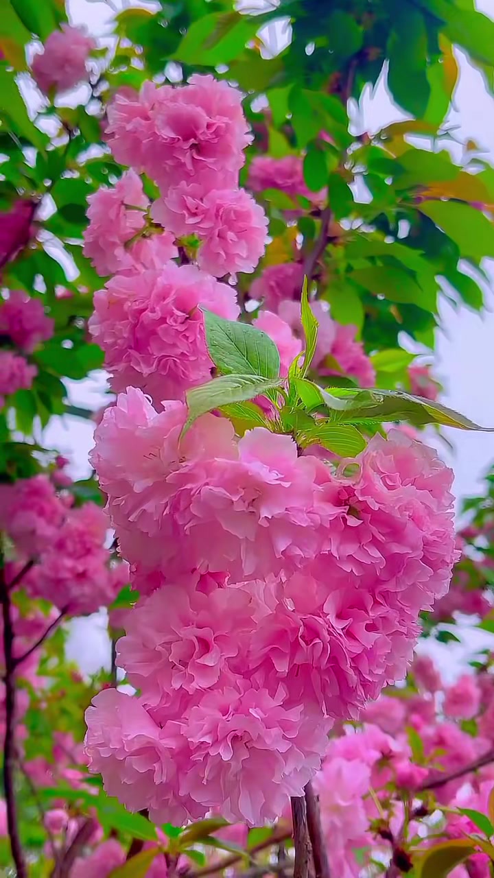 @Sabitra Neupane