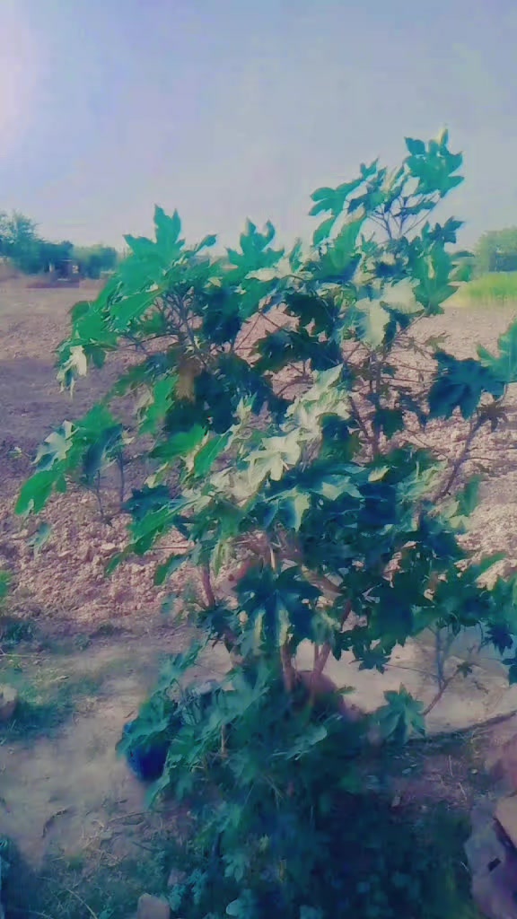 @عبدلرؤف سرگودھے آلہ