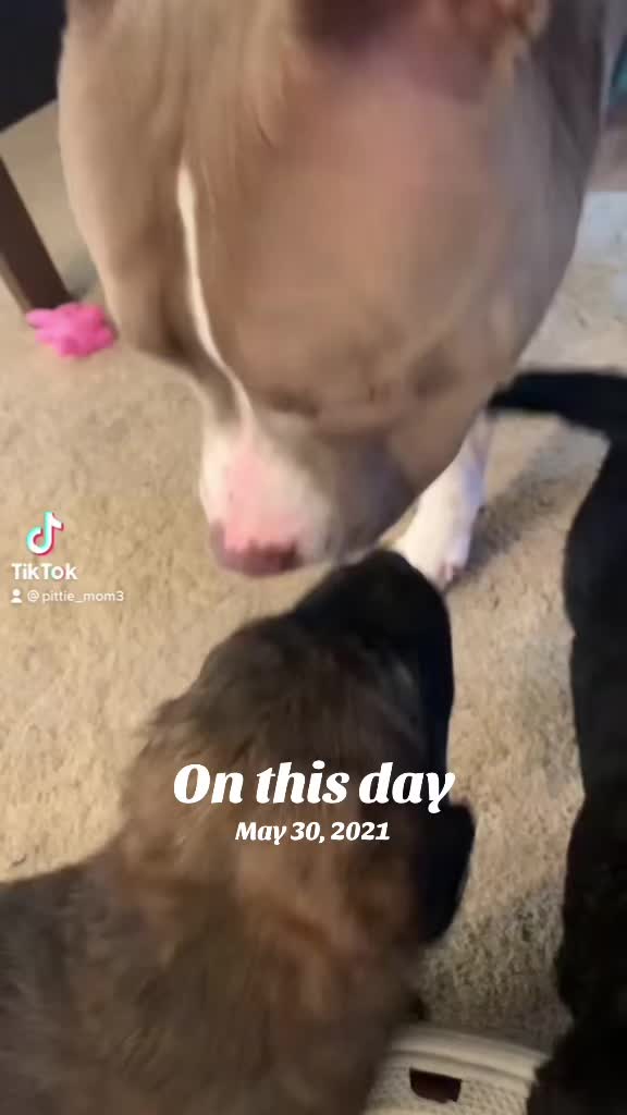 @Pittie Mom