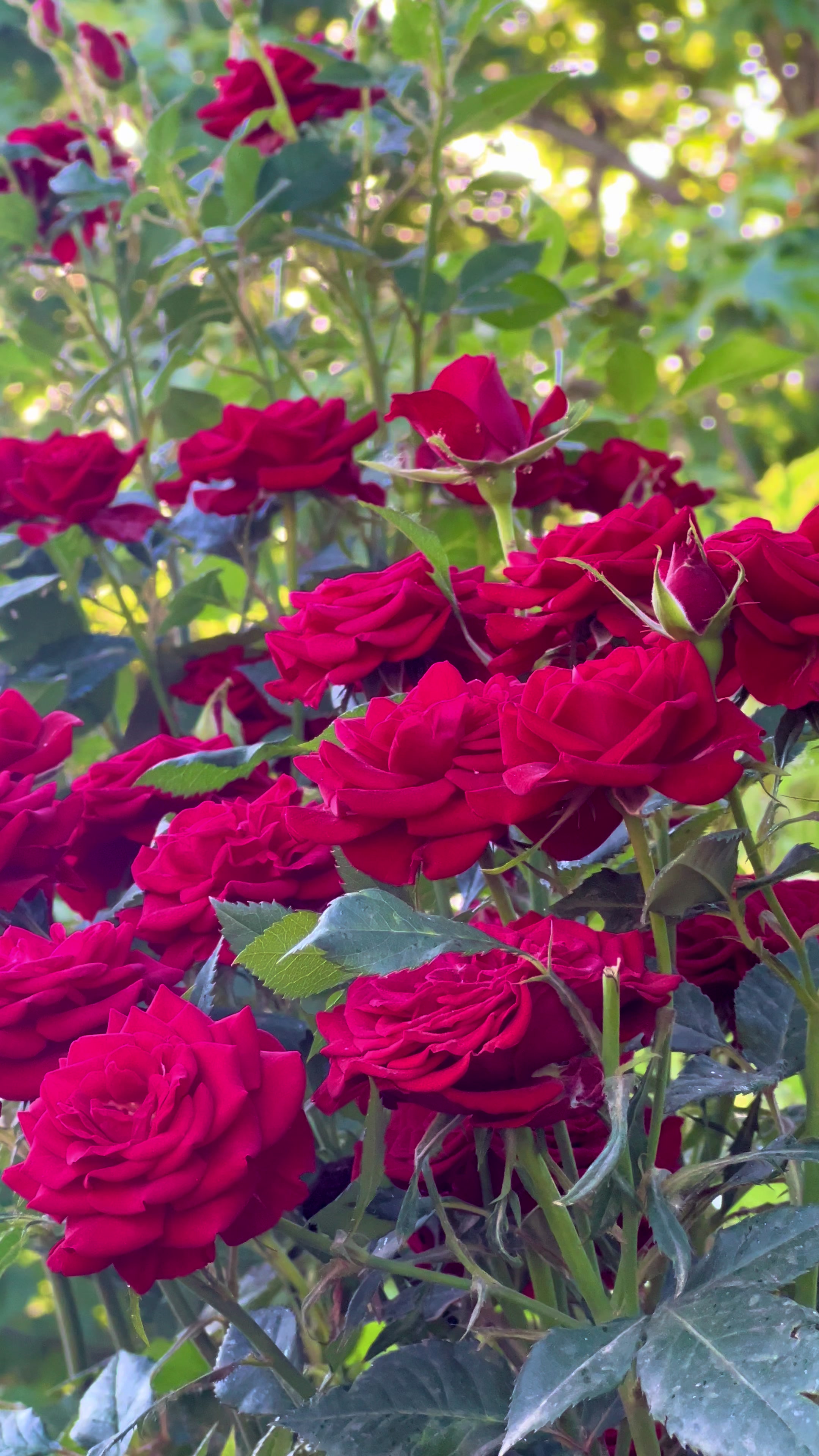 @𝐒𝐚𝐦𝐞𝐡 | سمییح