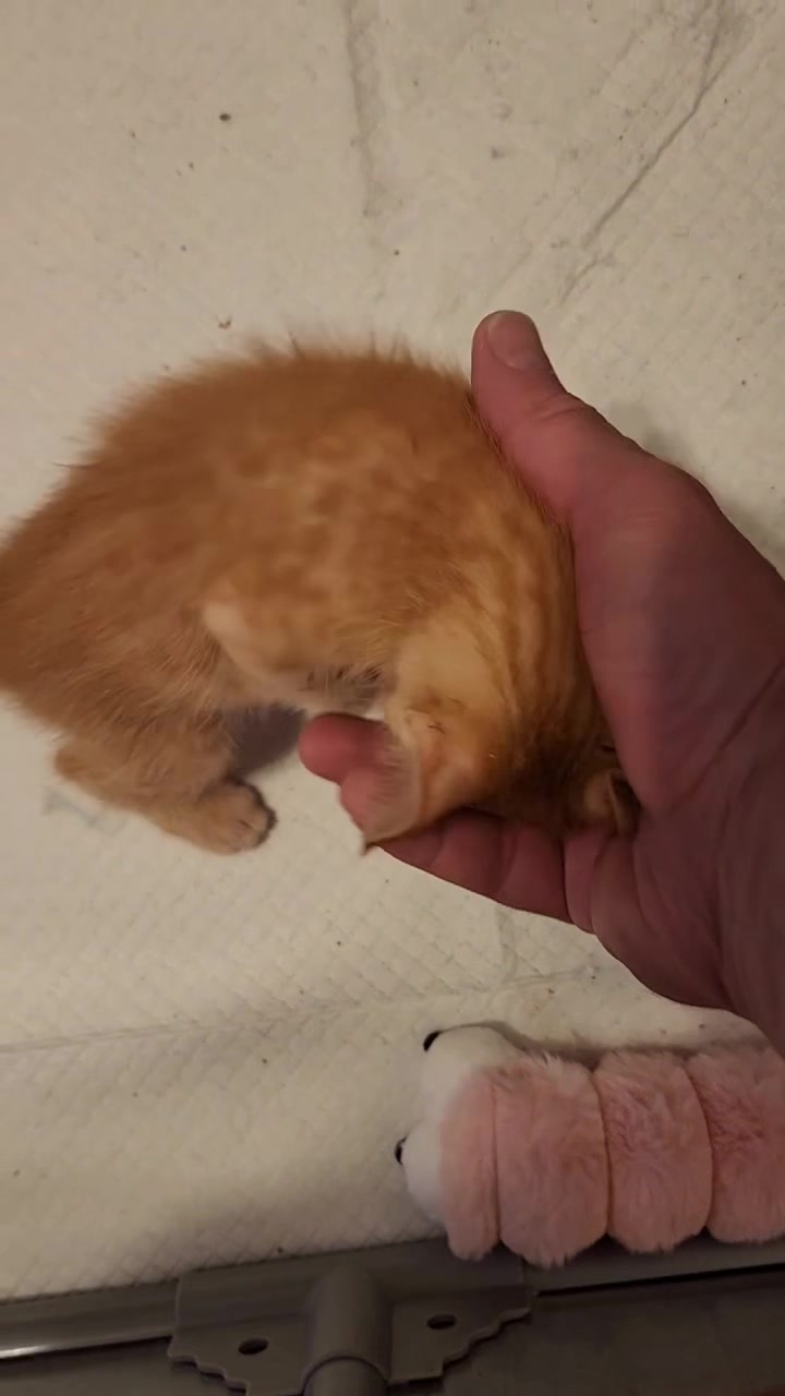 @Kitten.mama