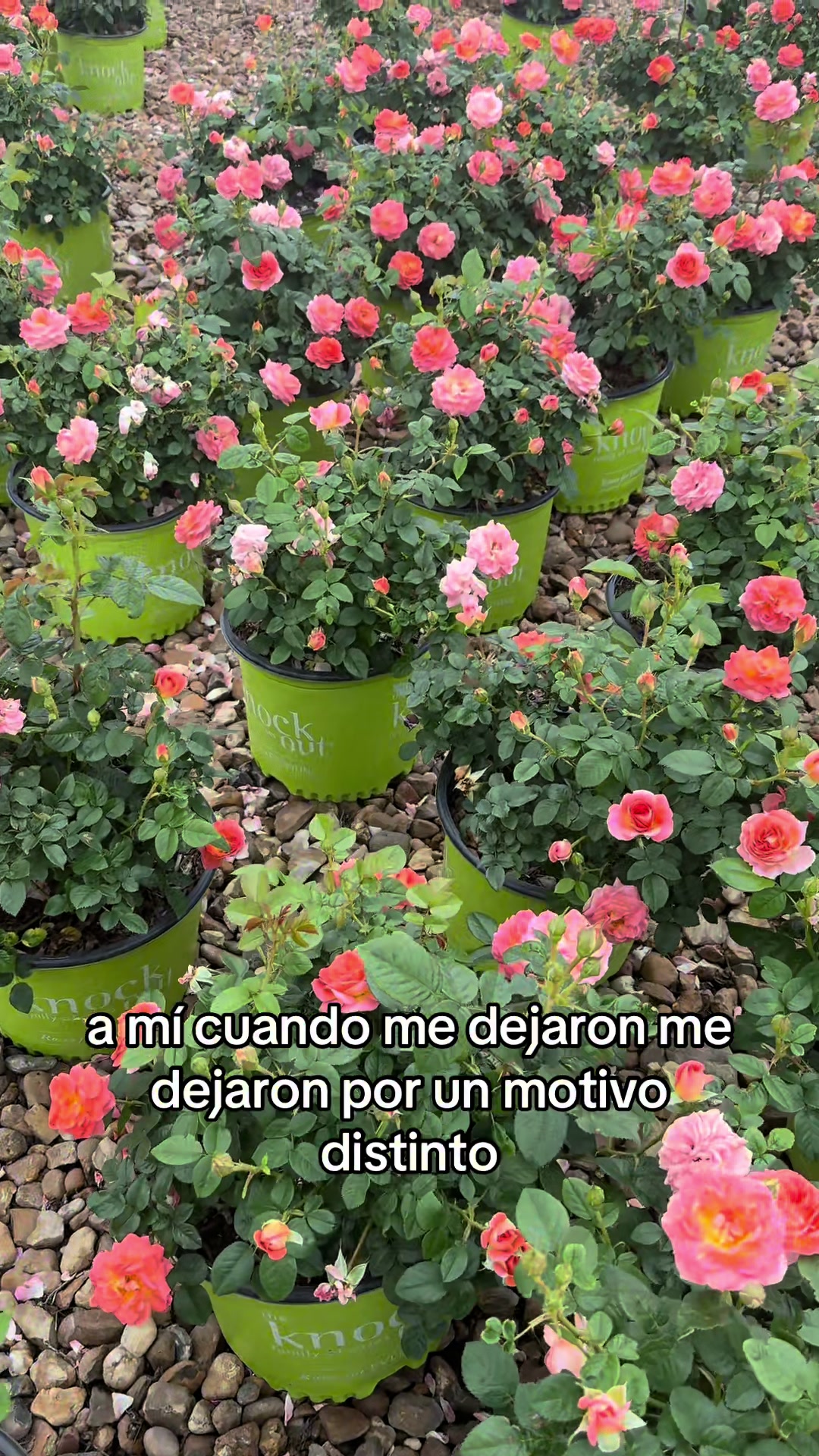 @Vicente Hernandez
