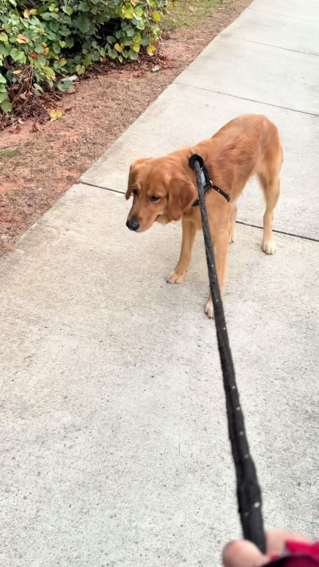 @Charlie the Golden
