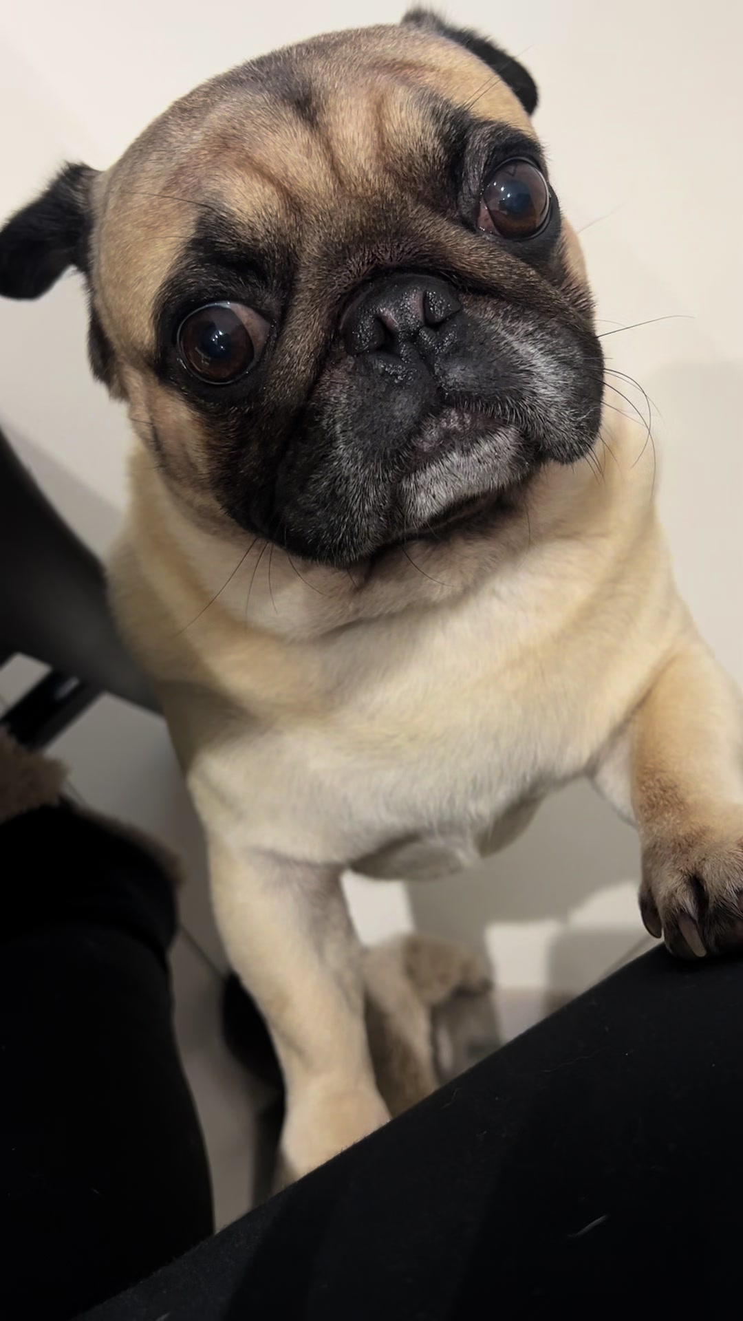 @pugSofyHarry