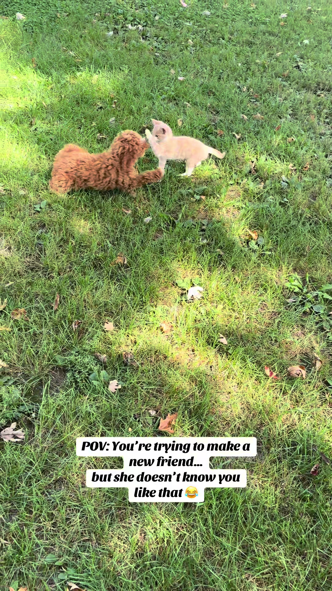 @Dannys Family Pets