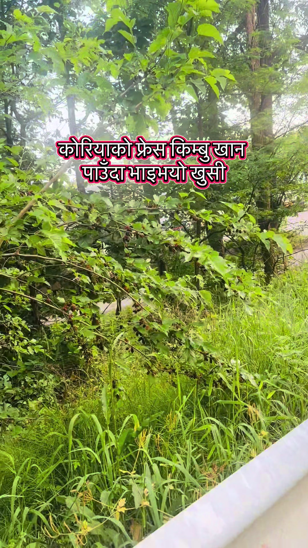 @Anand Bahadur Syangtan🇳🇵🇰🇷