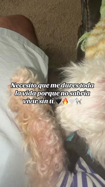 @🔥Alojabellydance🖤Zafira🔥
