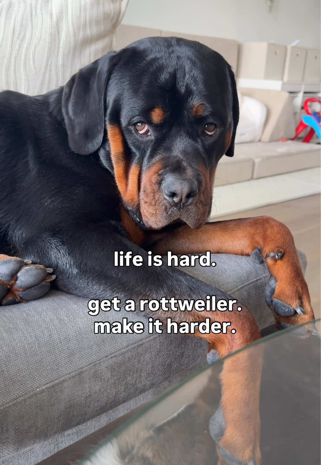 @Rex the Rottweiler