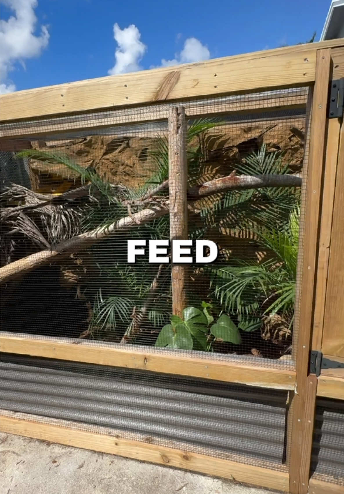 @Tommys_reptiles