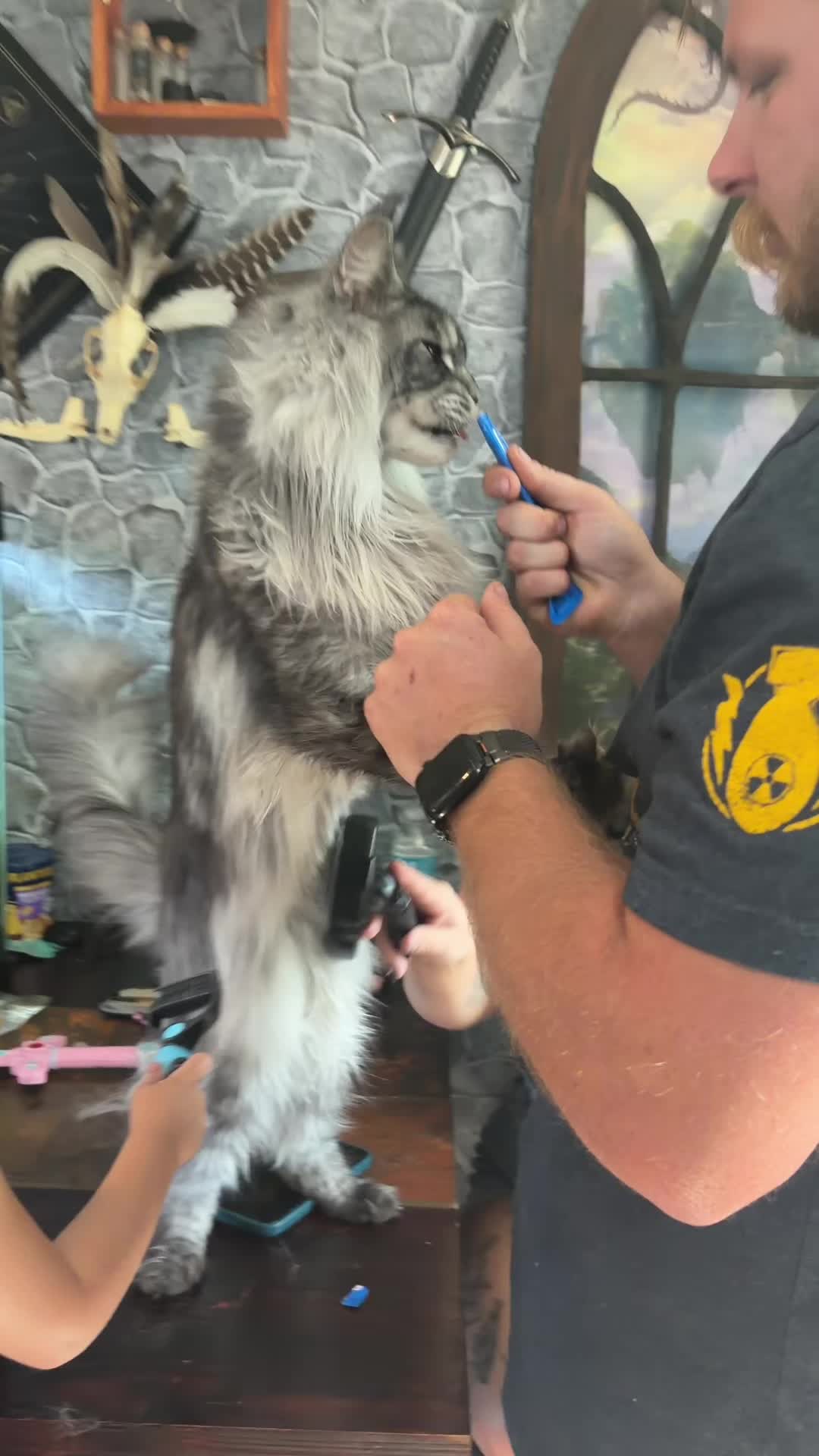 @Sassy Koonz Luxury MaineCoons
