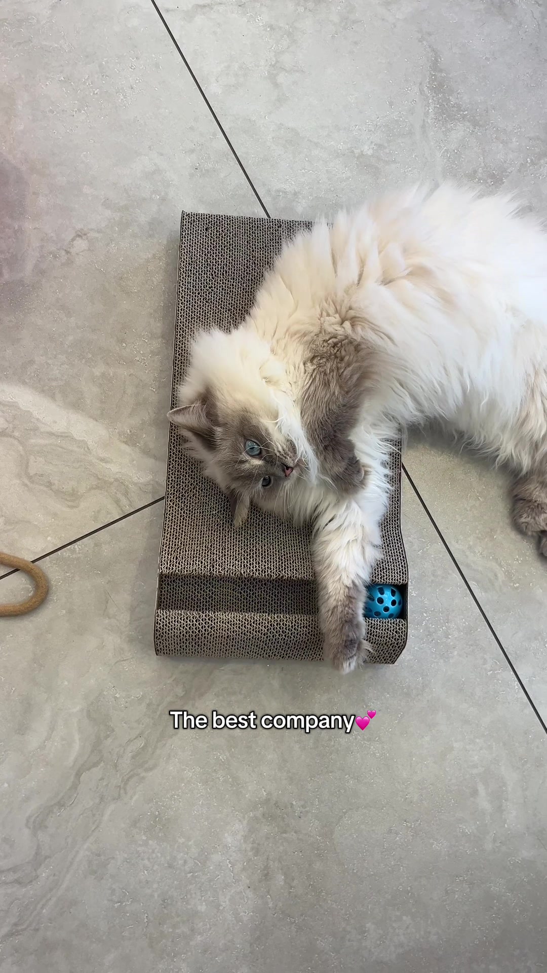 @crazycatcafe