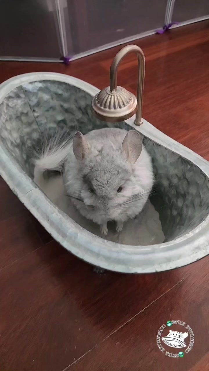 @Kuzco the Chinchilla
