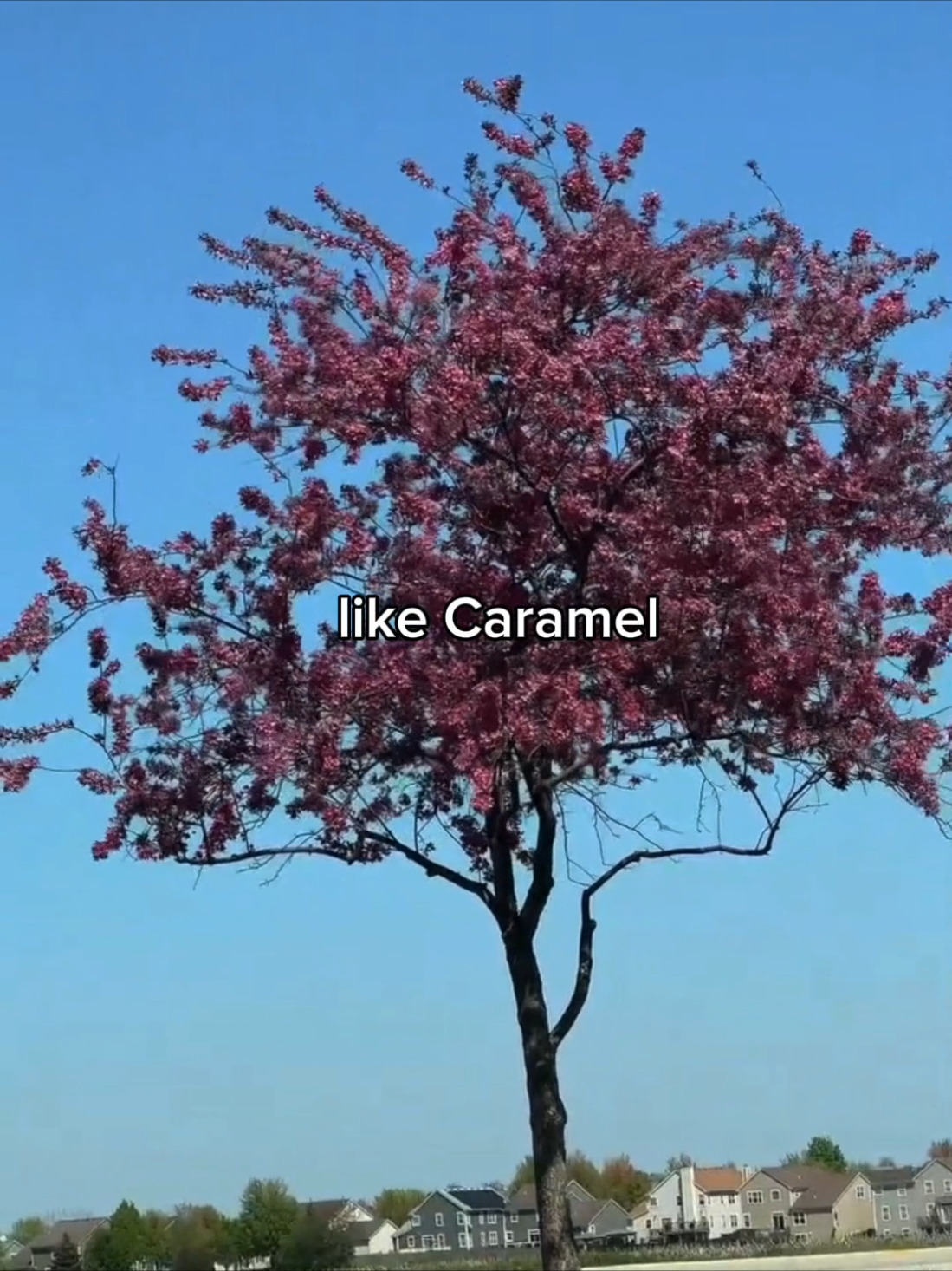 @Music Template