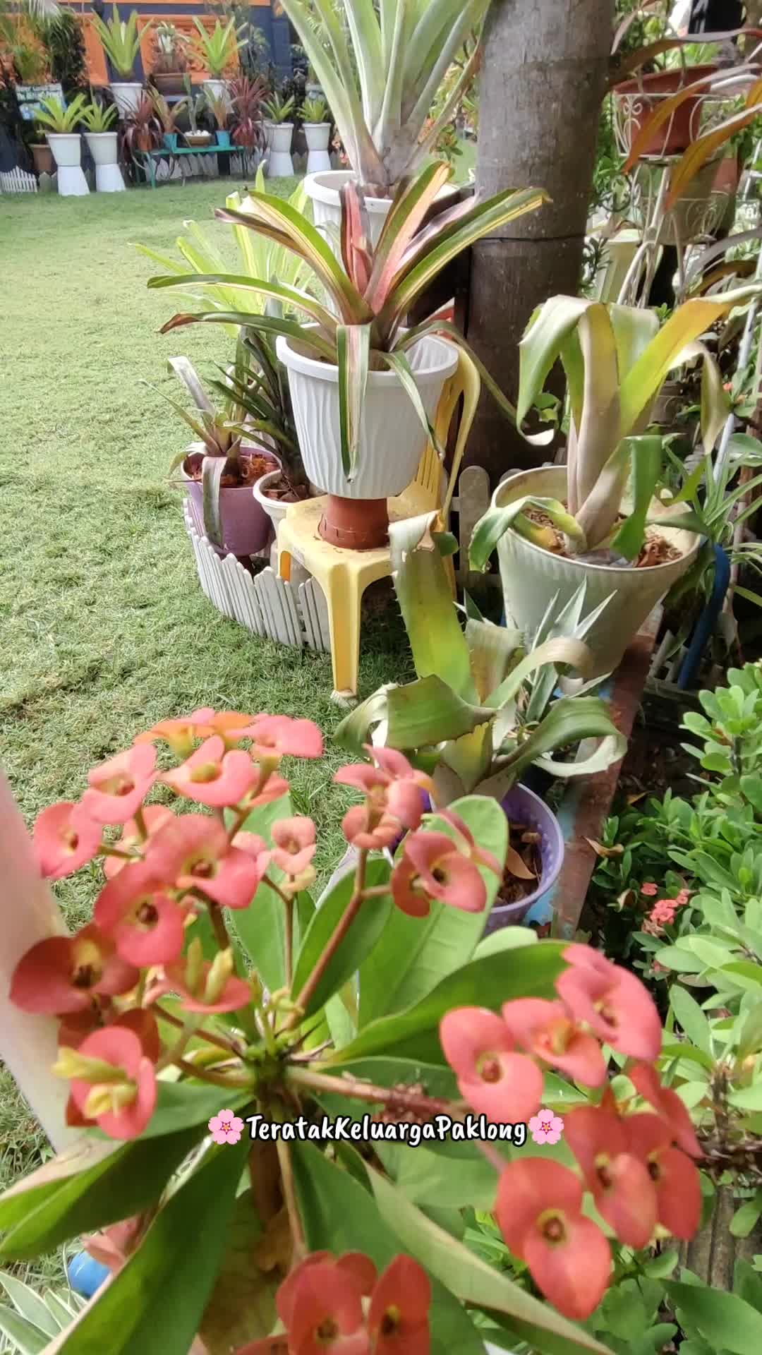 @Teratak Keluarga Paklong