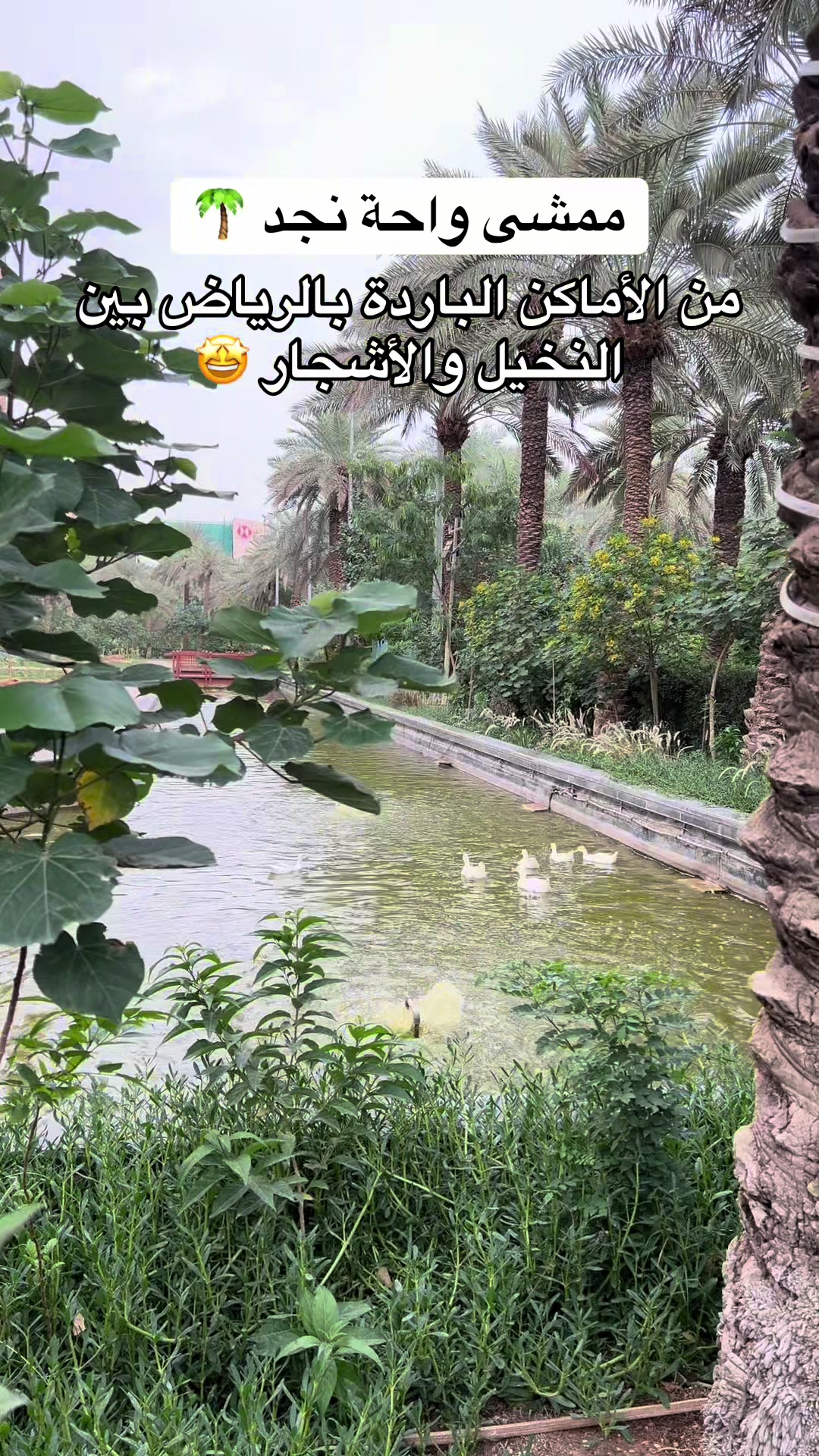 @NR | صدى الرياض