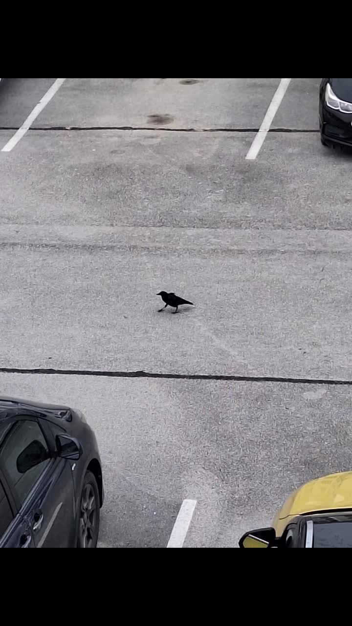 @🖤