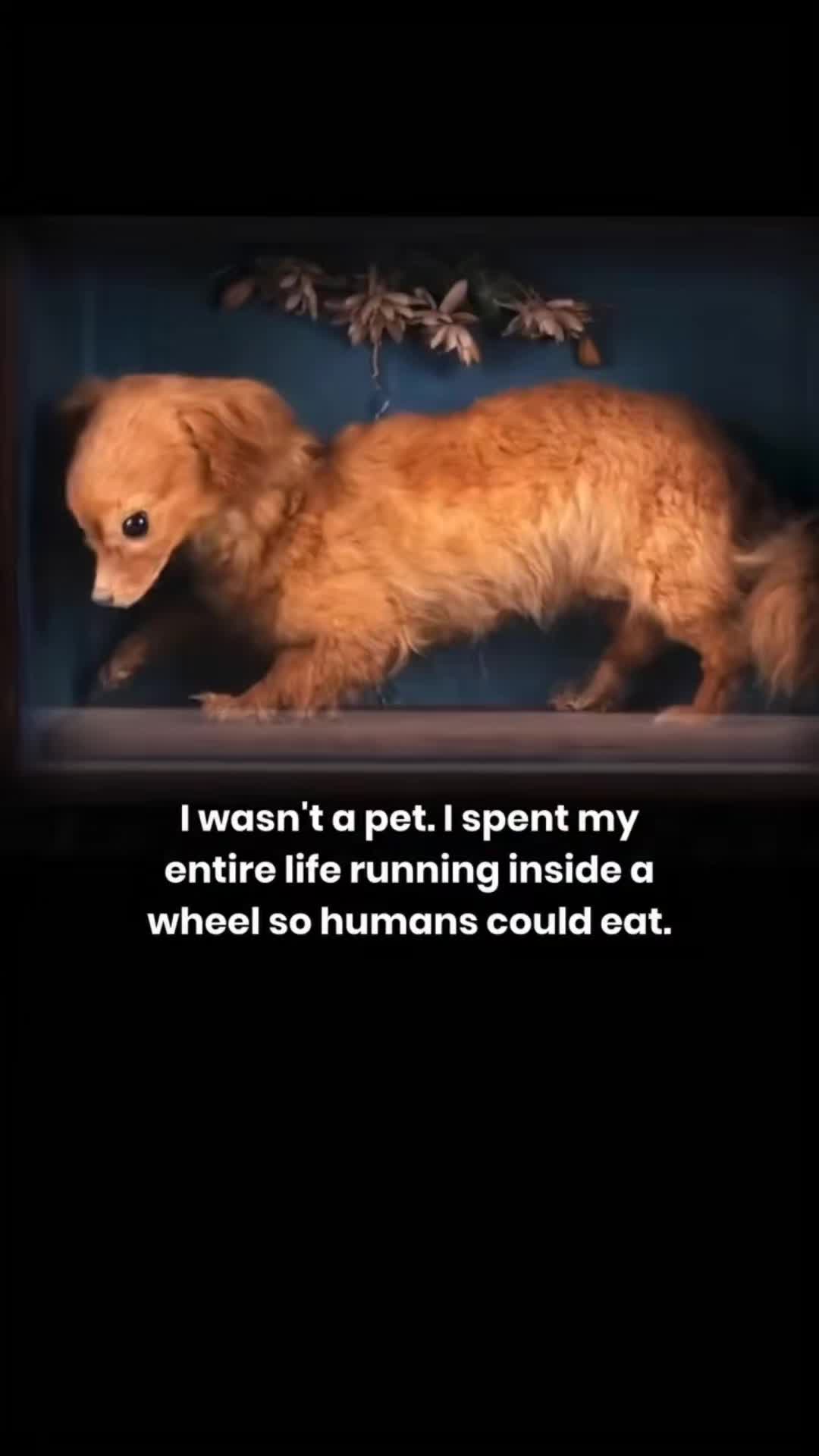 @Trifoliumgirl