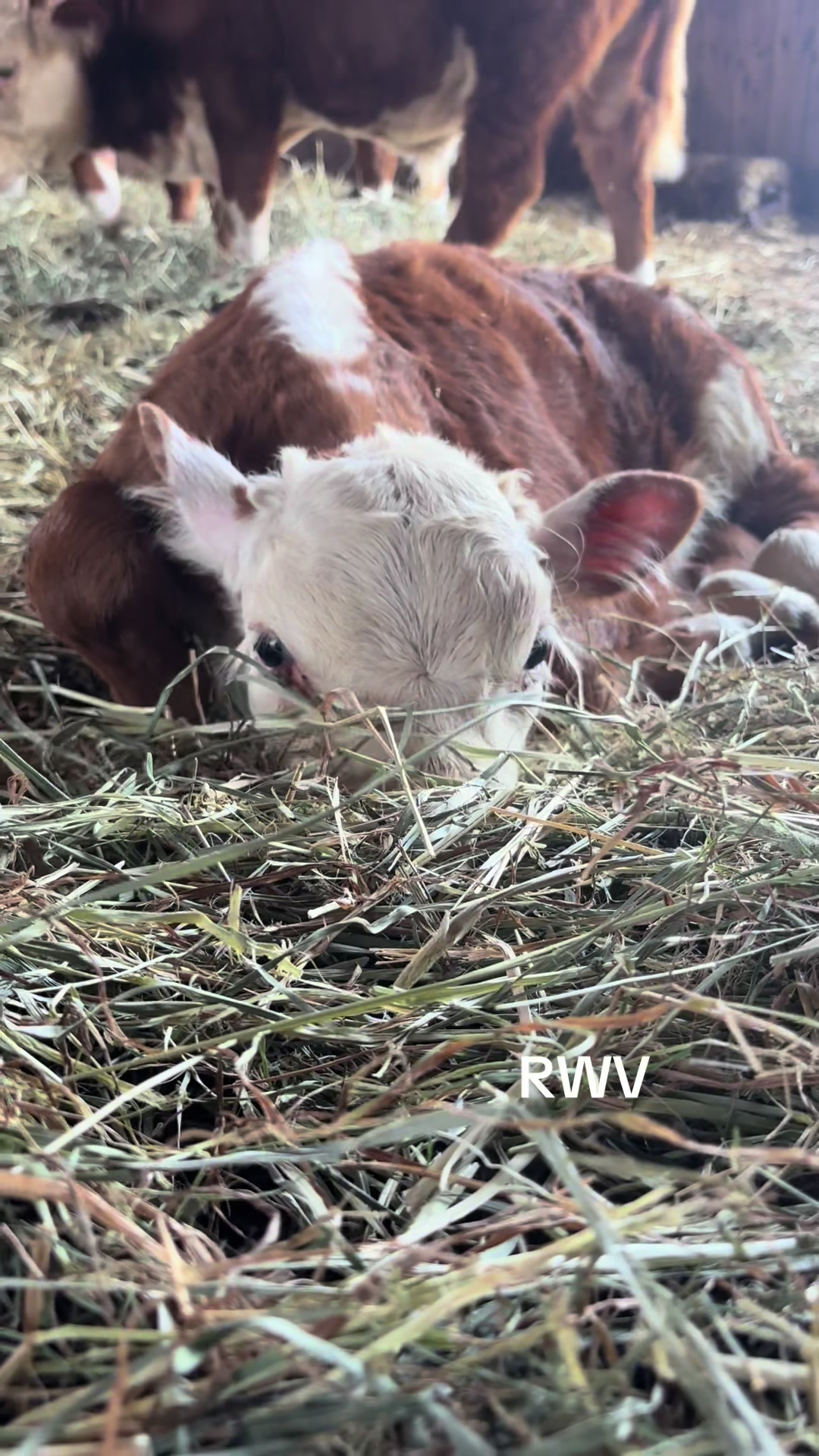 @RWV Land & Livestock