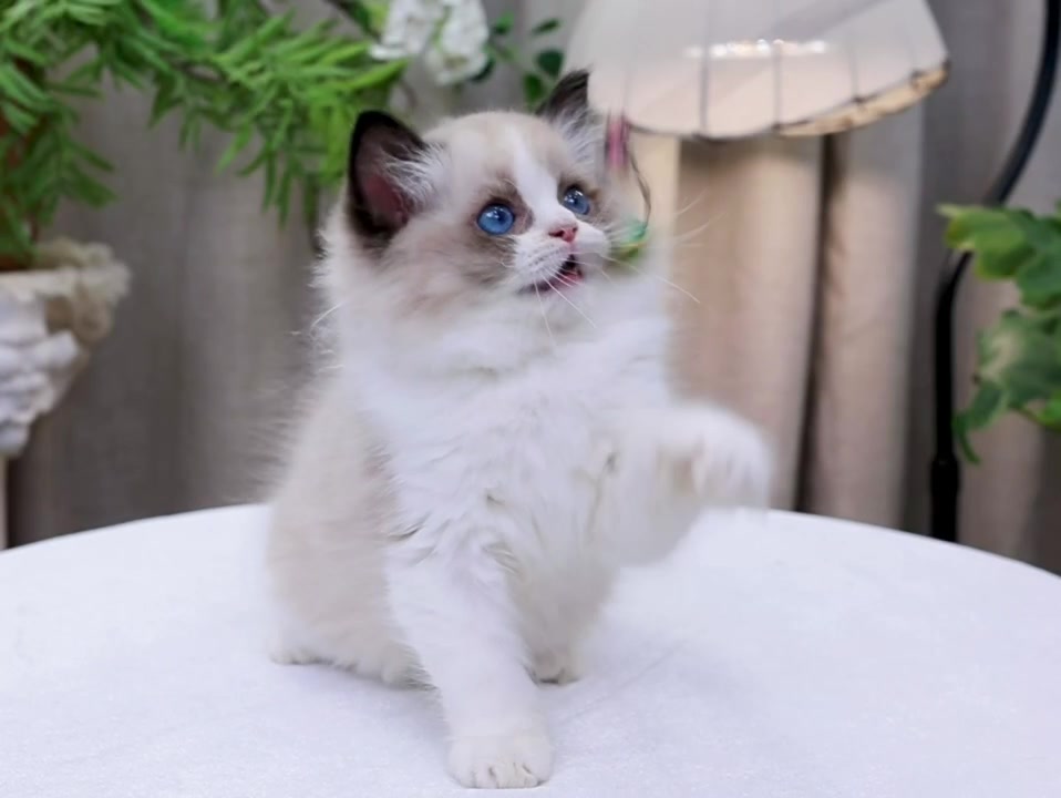 @fuyncats