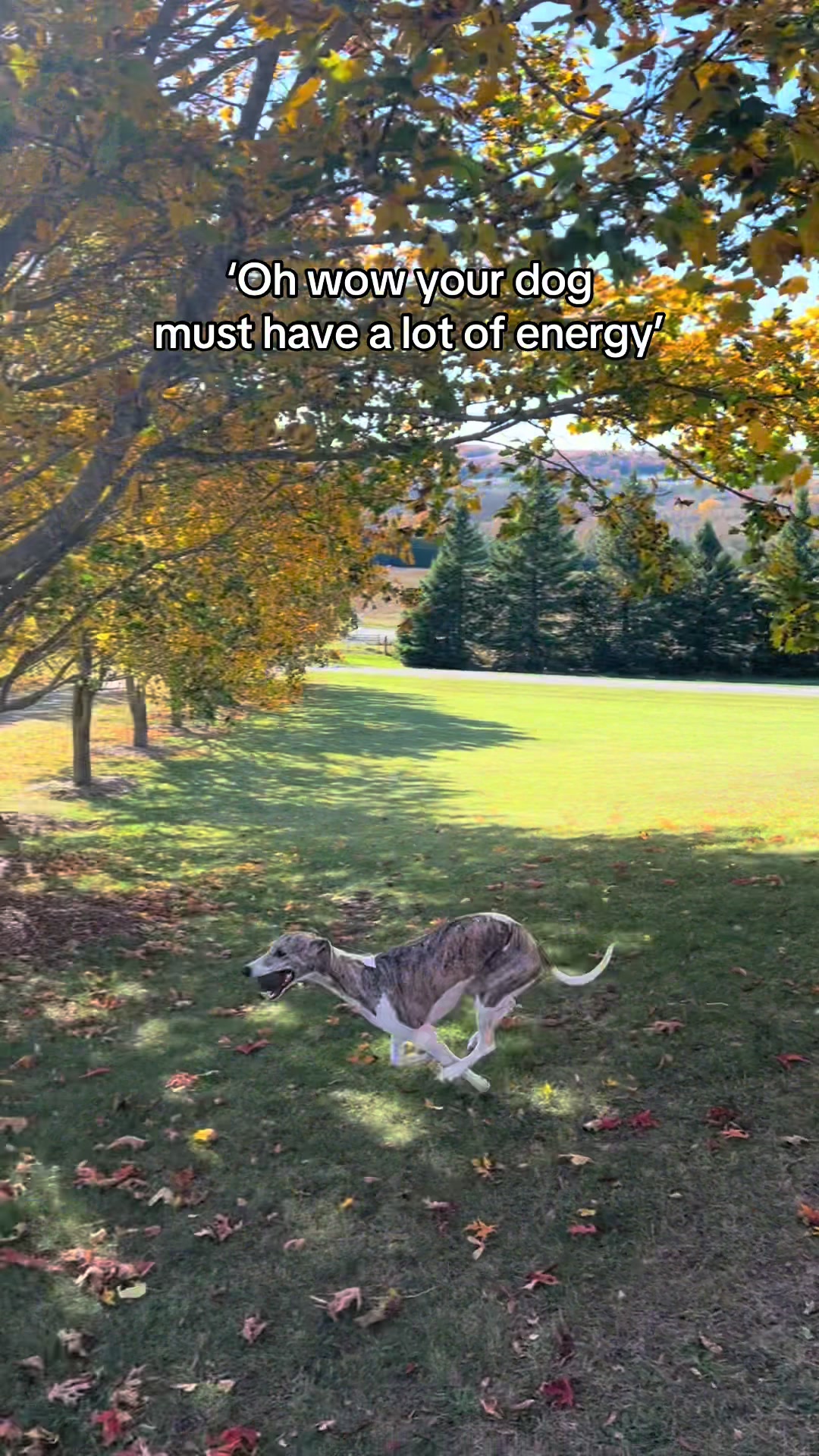 @Kayce Dog🤪🩷