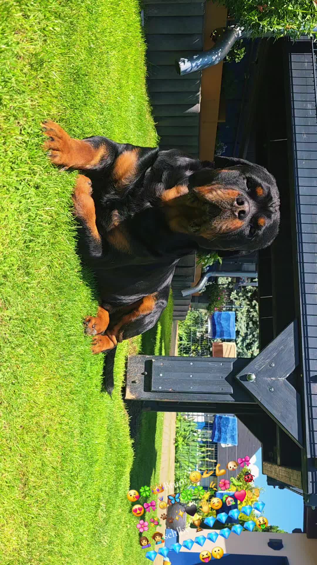 @Rottweiler Bruno