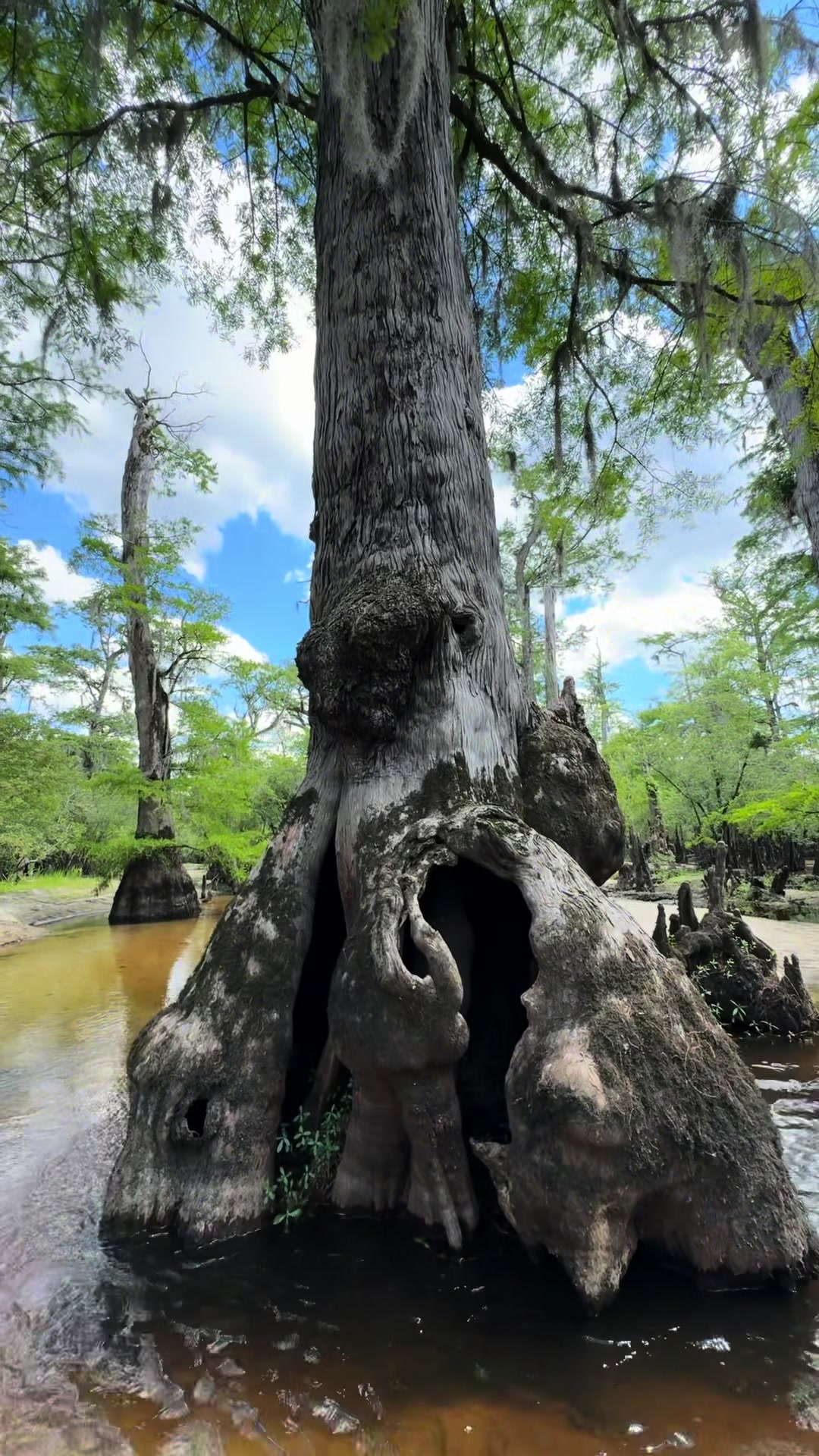 @🌳 🛶 🐊  SHARI 🥾🏔️