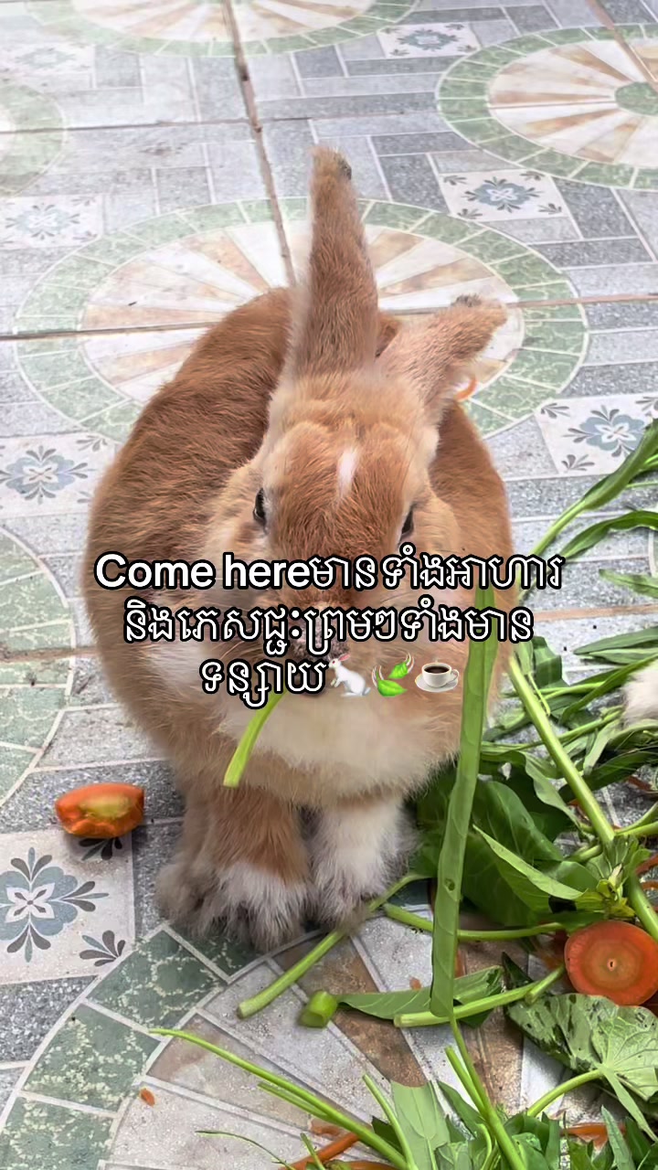 @សួនកាហ្វេ Garden Coffee