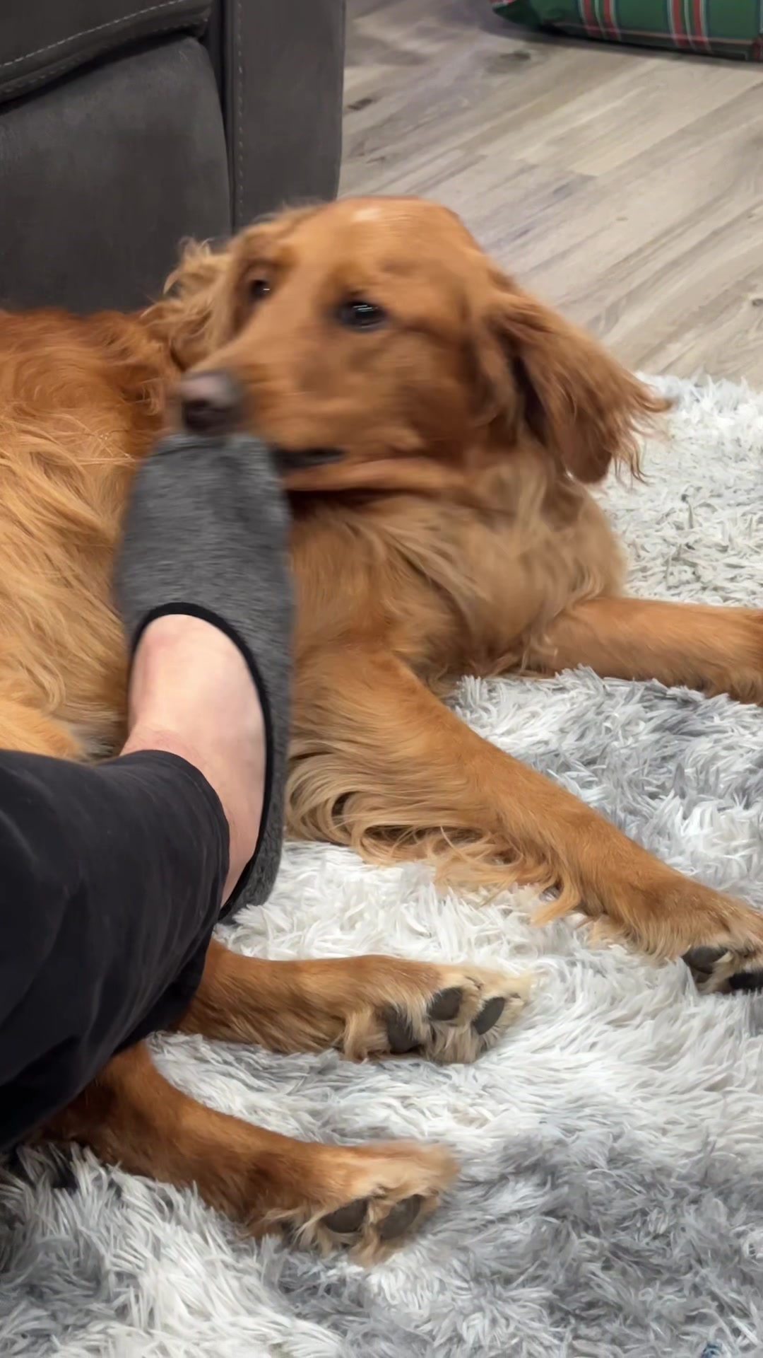 @Sammy The Big Red Dog