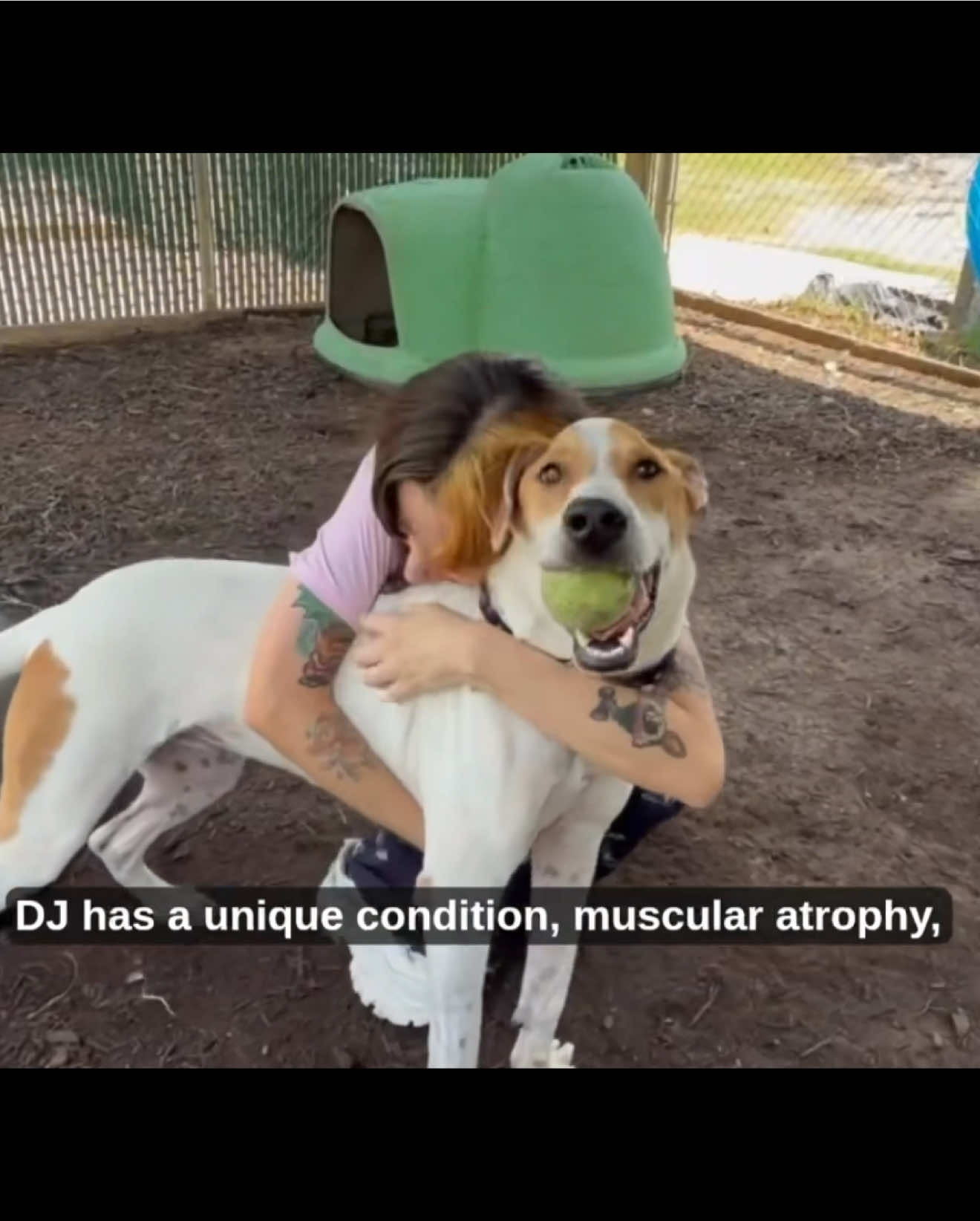 @PAWS Shelter