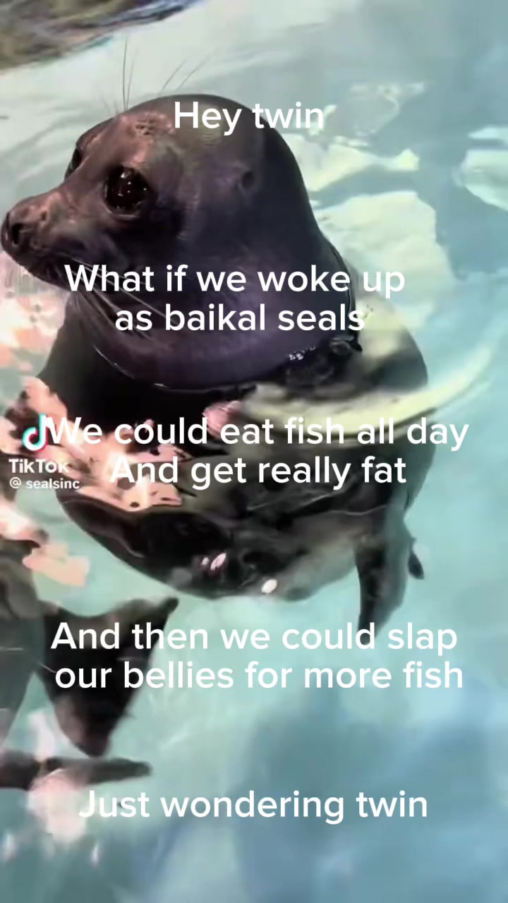 @BaikalSealHugger