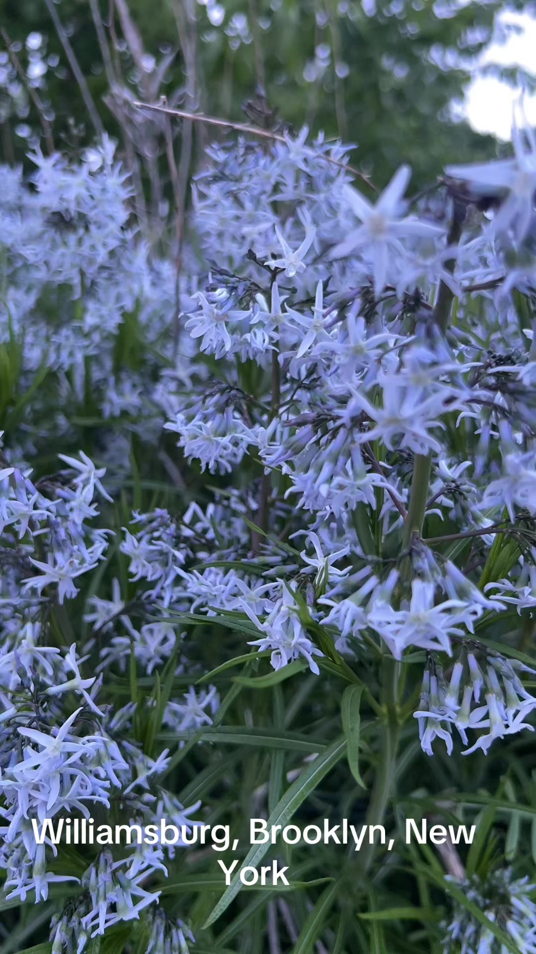 @Alisa369