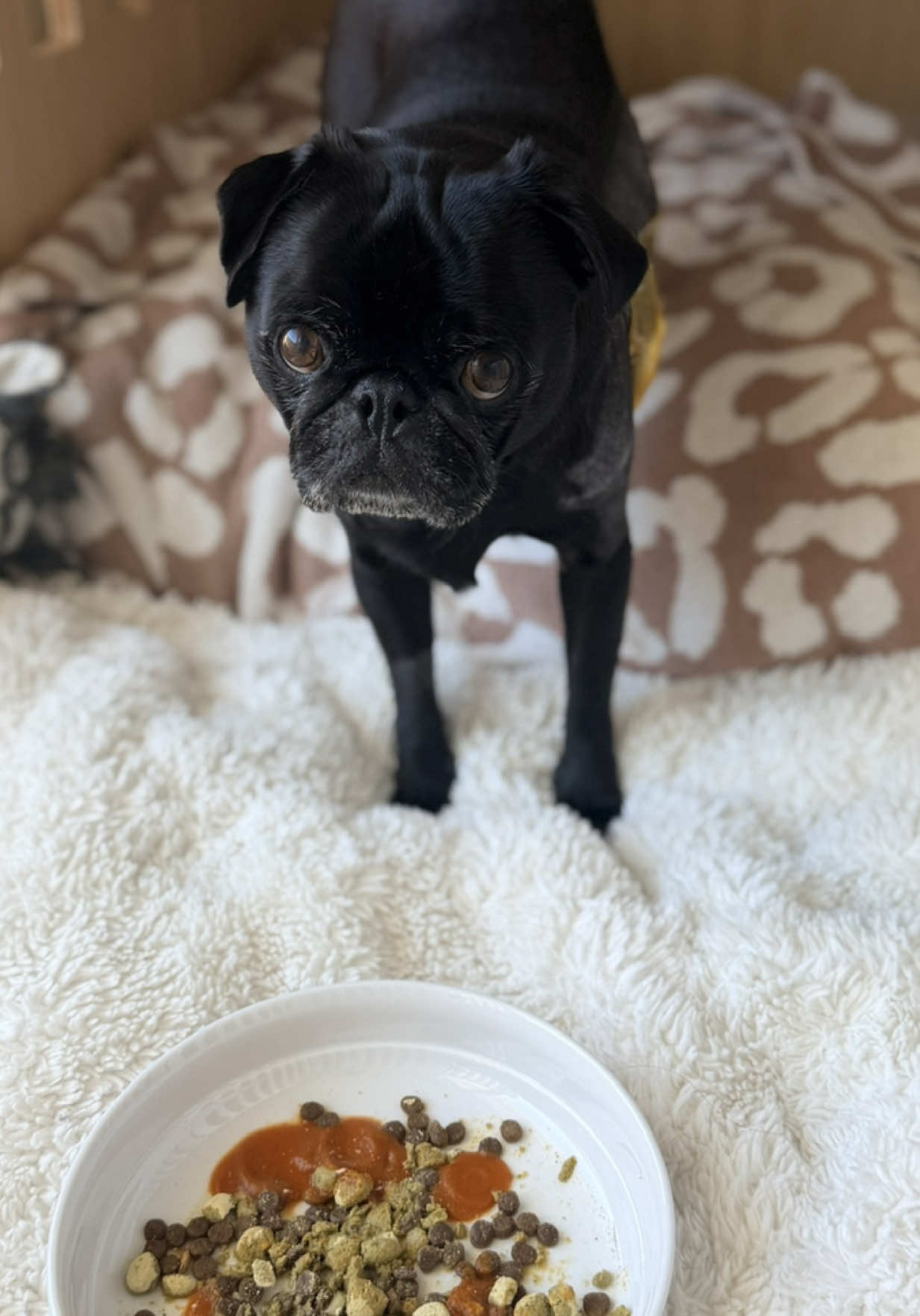 @Thedistracteddogmom