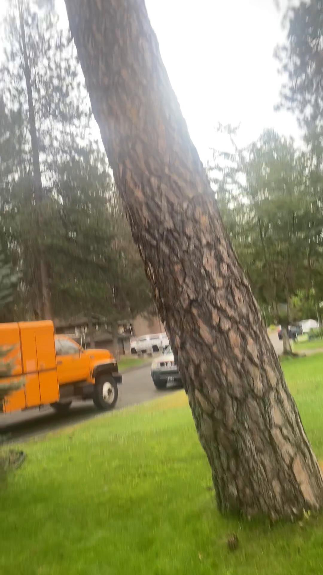 @The Tree Clique